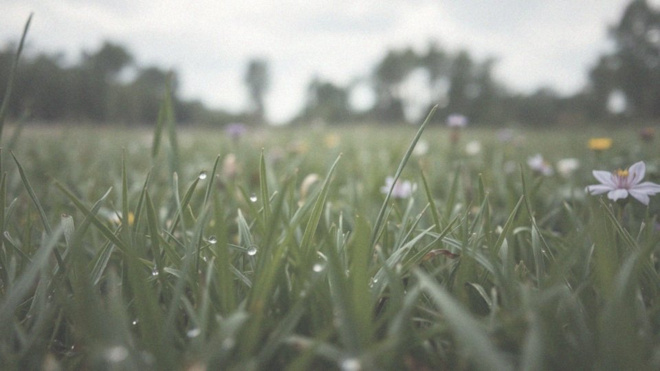 Jakie są rodzaje reakcji na ugryzienia owadów?