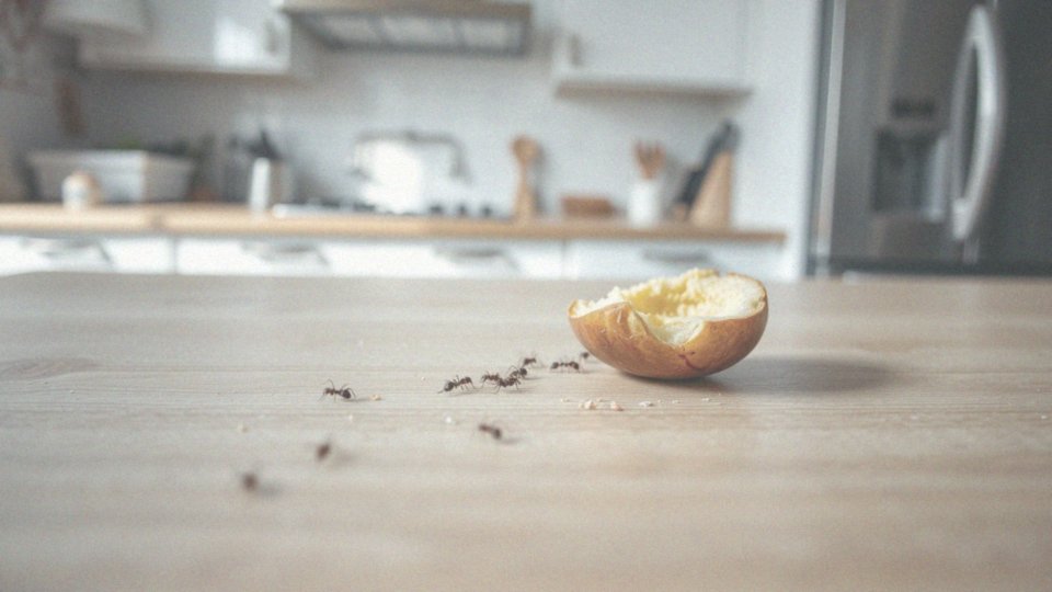 Jakie są skutki inwazji mrówek w domu?